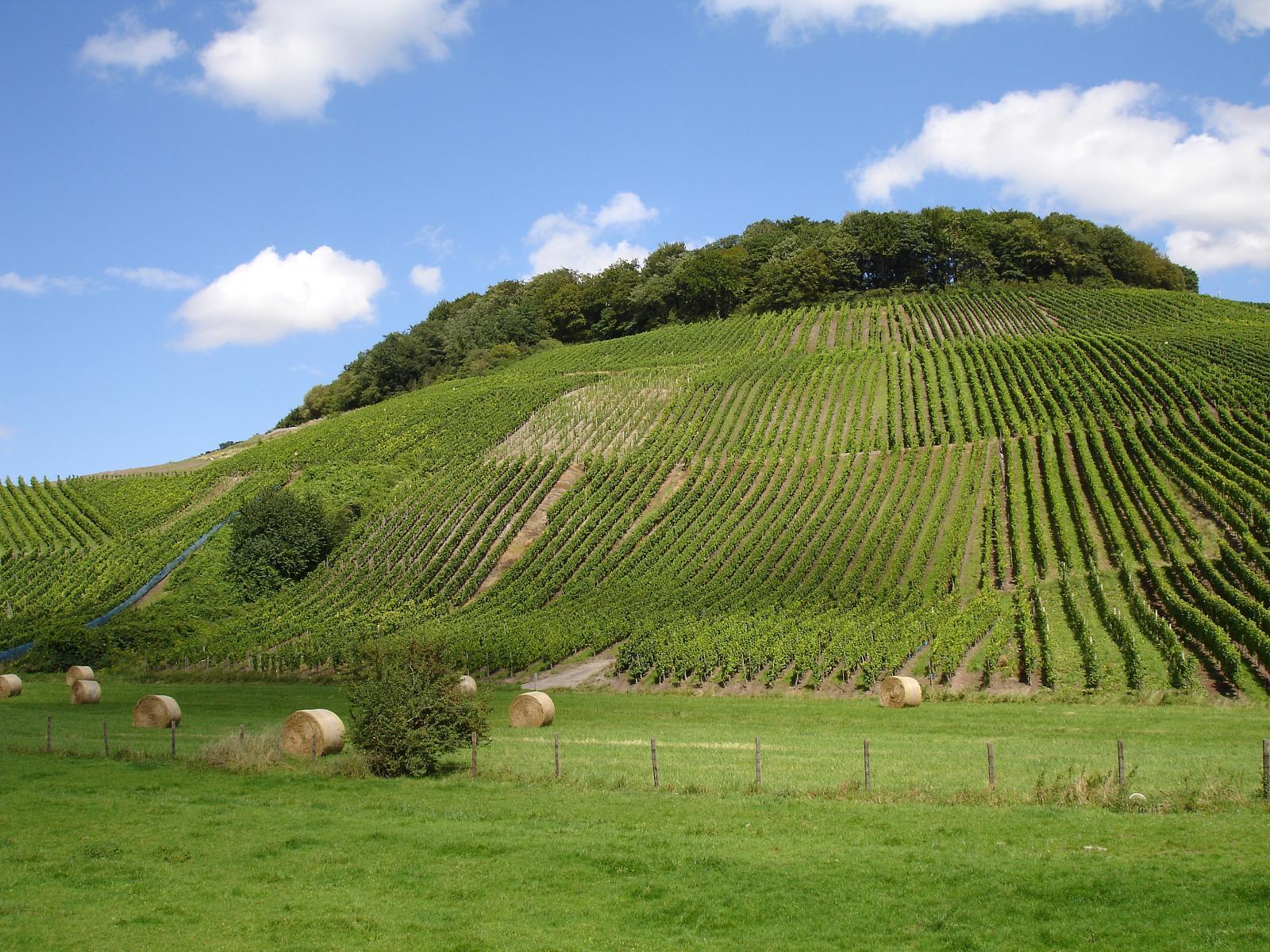 Weinbau in Italien Italienische Anbaugebiete und Rebsorten